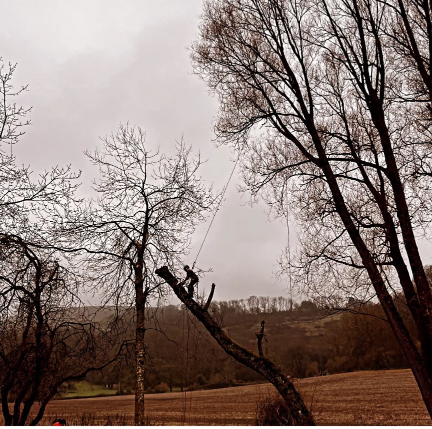 Arborist working on a leafless tree with ropes in a rural field