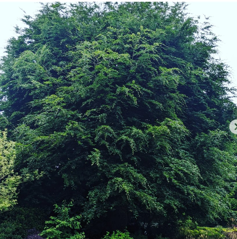 Large tree with a dense green crown