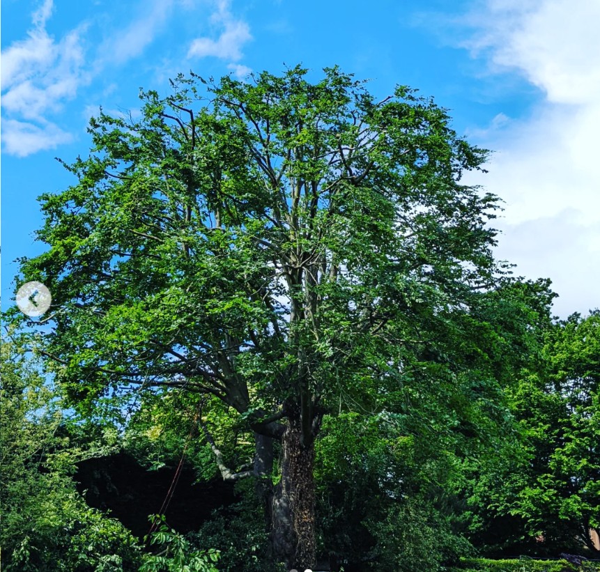 Mature broadleaf tree with a full green crown
