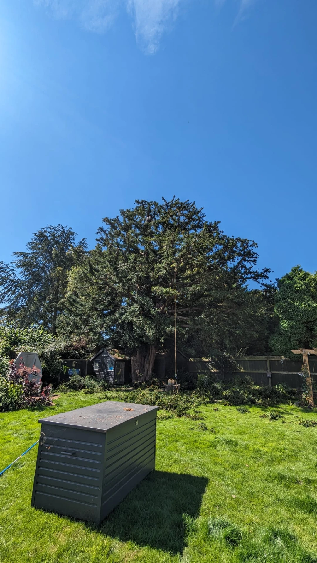 Large mature tree with climbing ropes hanging through its crown