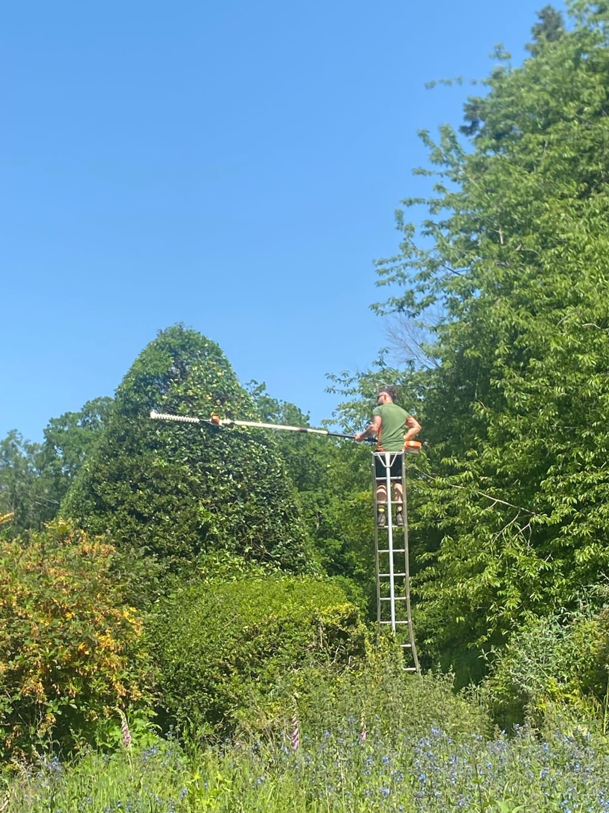 Worker trimming a tall garden hedge using a long-reach hedge cutter from a ladder