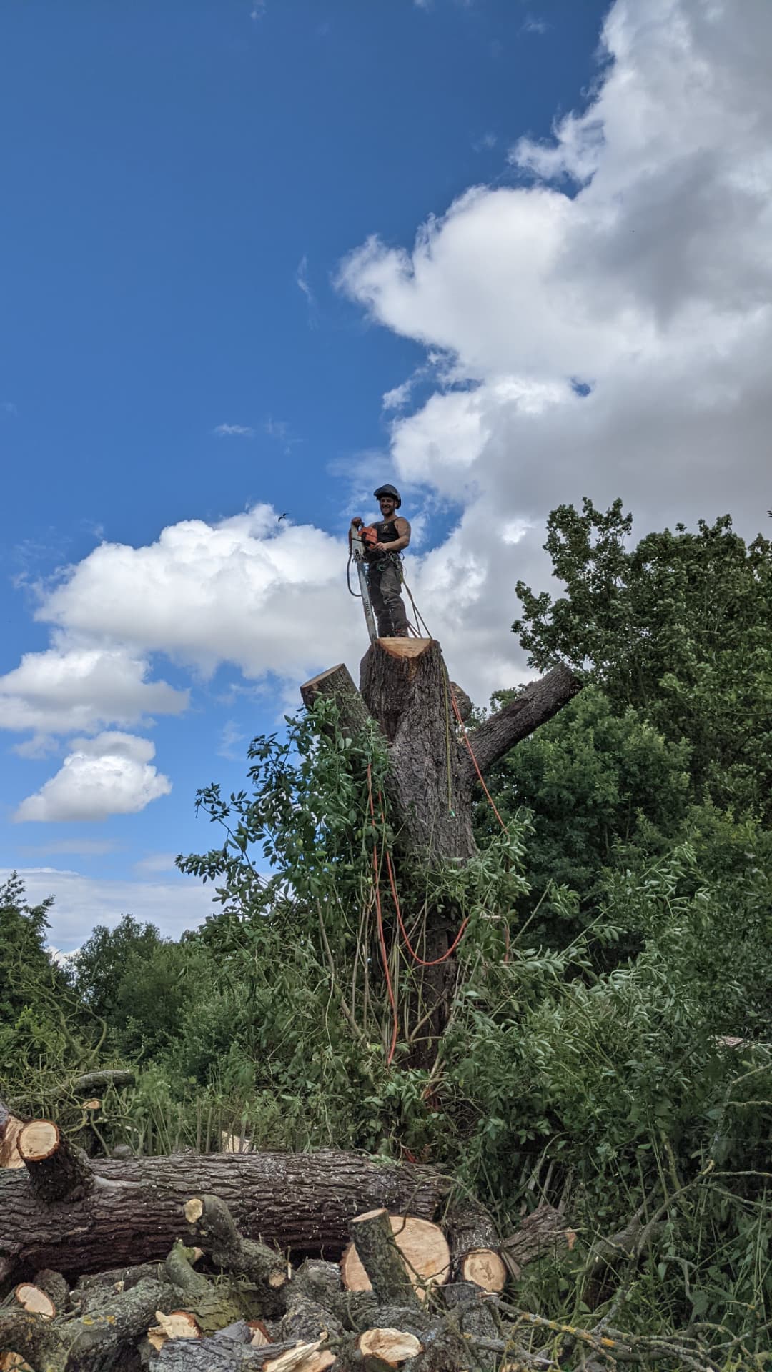 Arborist standing on a cut tree trunk with ropes and a chainsaw