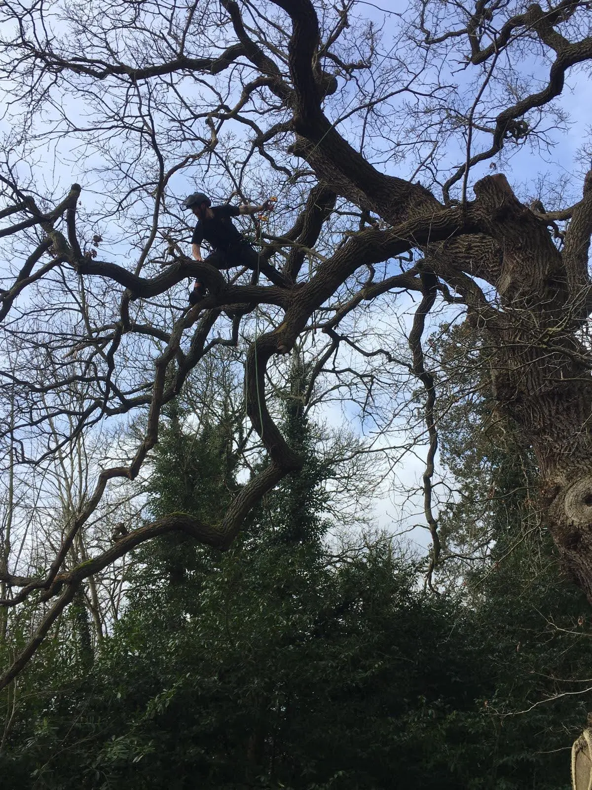 Arborist working among the branches of a large leafless tree